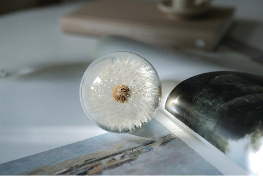 Real Dandelion Paperweight