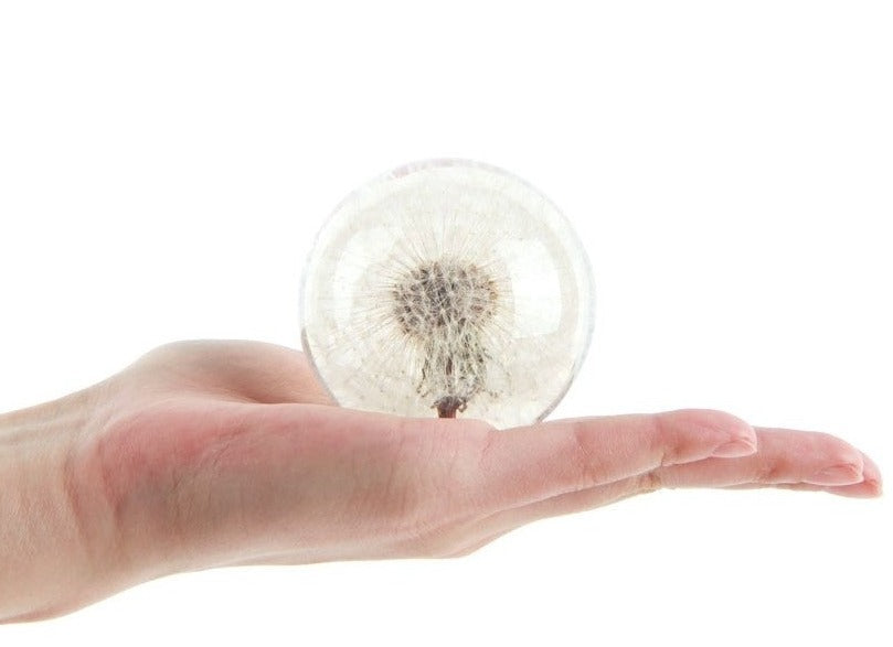 Real Dandelion Paperweight