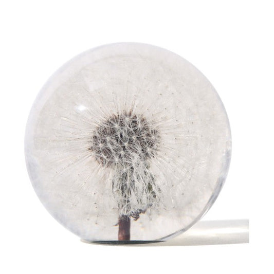 Real Dandelion Paperweight